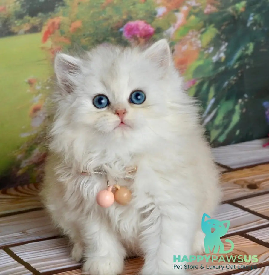 Ruby Scottish Straight female black silver shaded - live animals