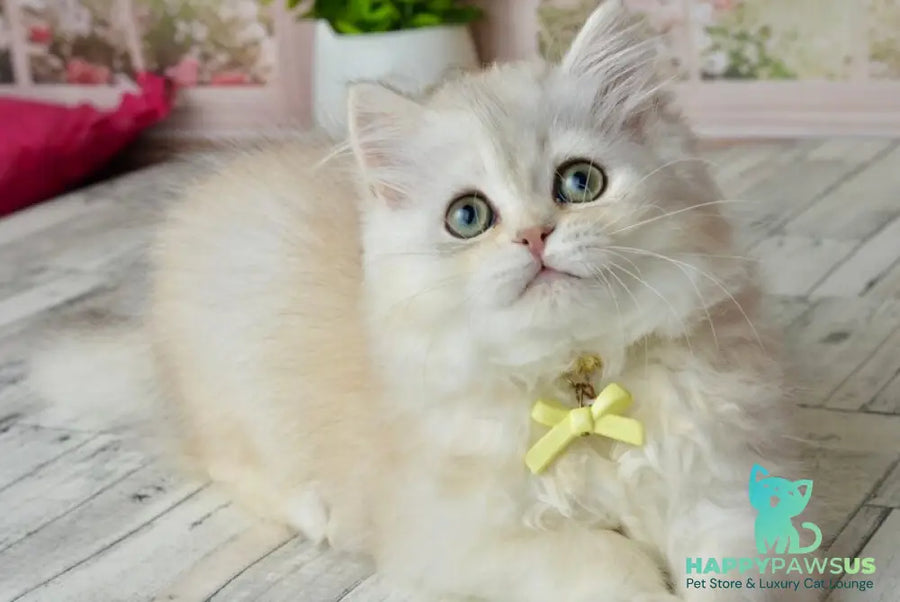 Ruby Scottish Straight female black silver shaded - live animals