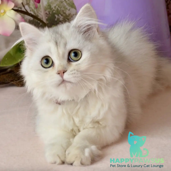 Ruby Scottish Straight female black silver shaded - live animals