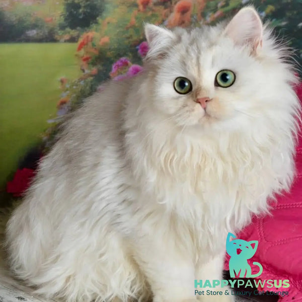 Ruby Scottish Straight female black silver shaded - live animals