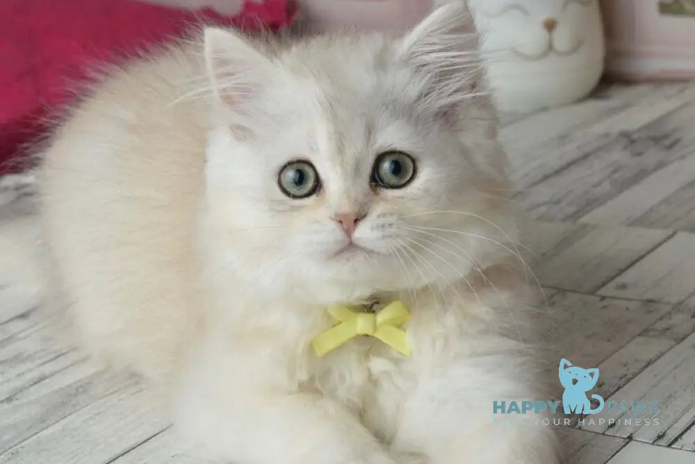 Ruby Scottish Straight female black silver shaded - live animals