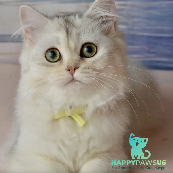 Ruby Scottish Straight female black silver shaded - live animals