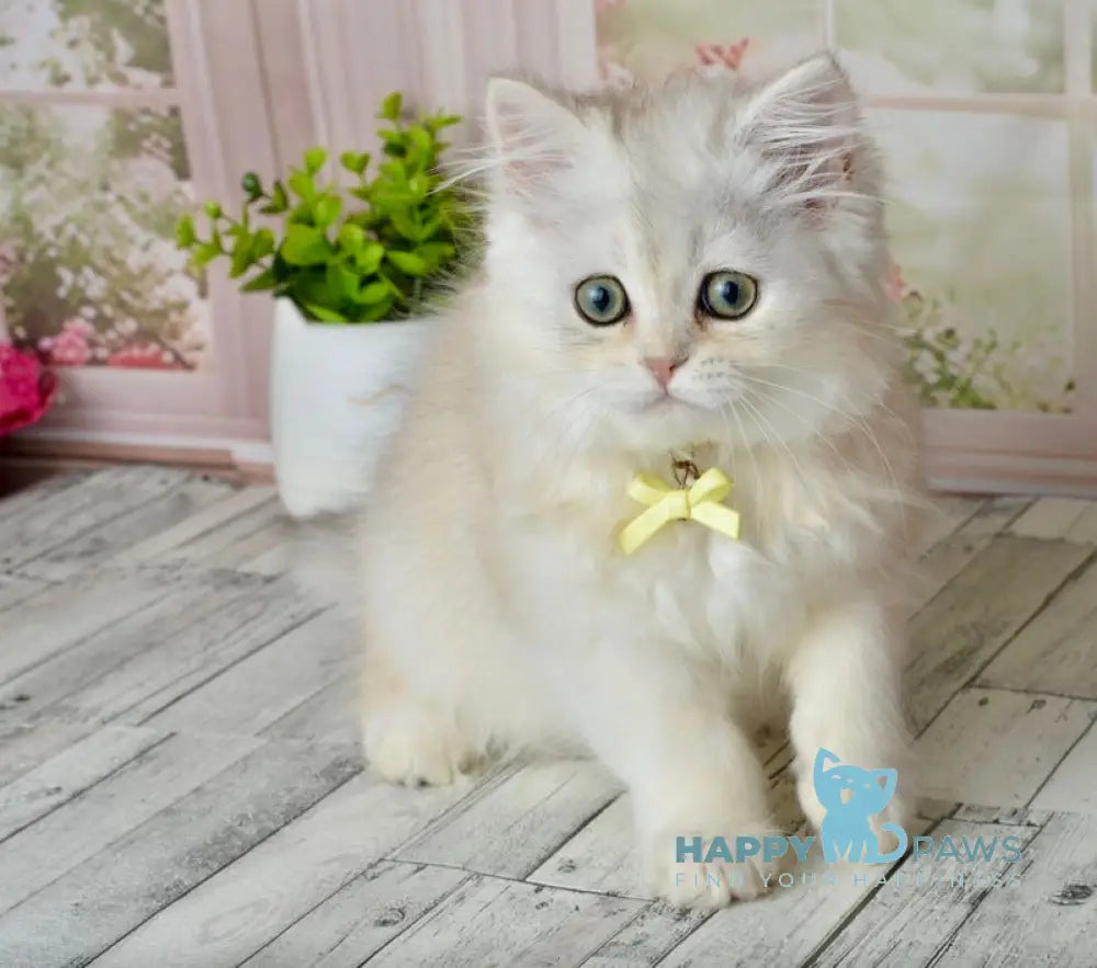 Ruby Scottish Straight female black silver shaded - live animals