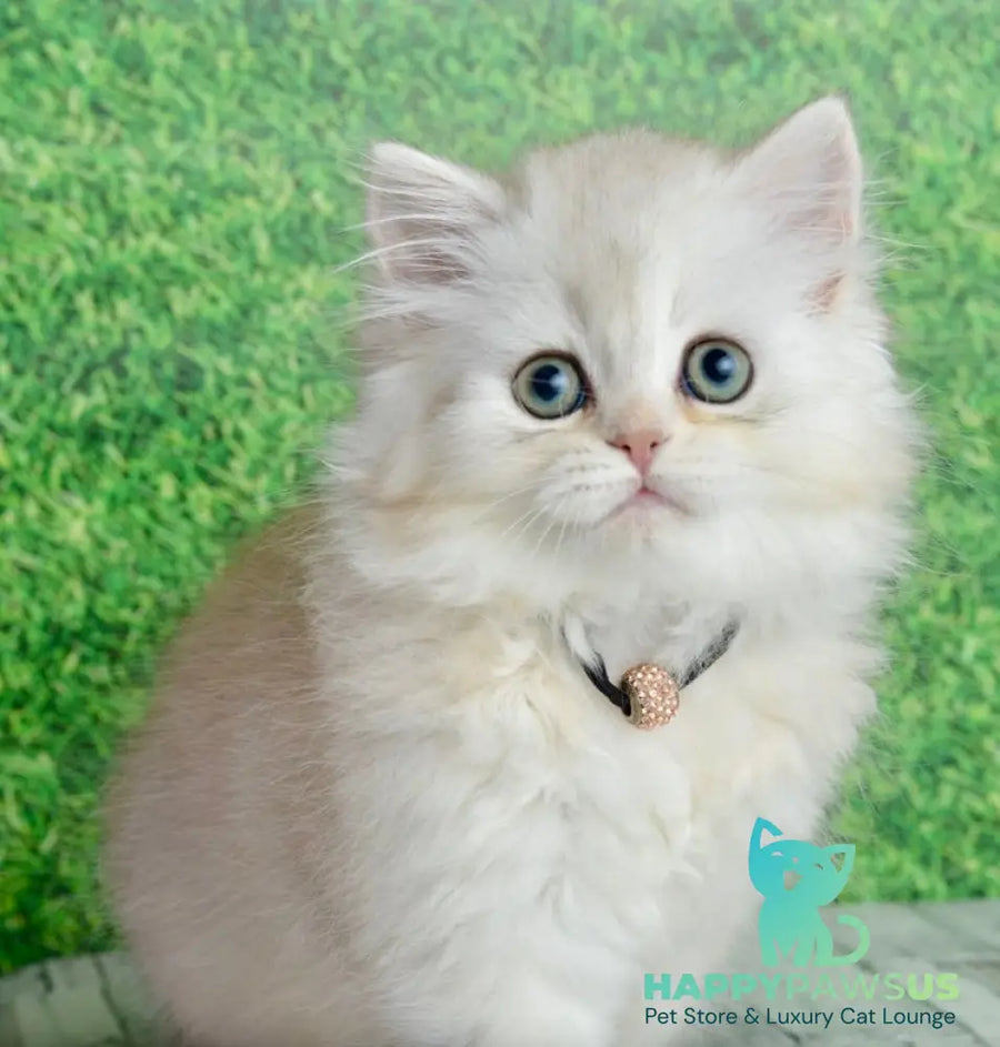 Ruby Scottish Straight female black silver shaded - live animals