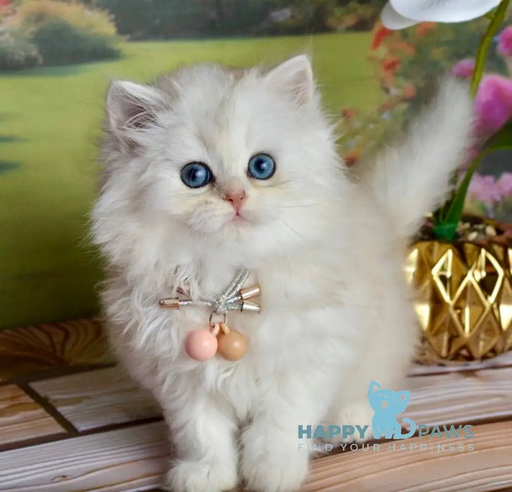Ruby Scottish Straight female black silver shaded - live animals