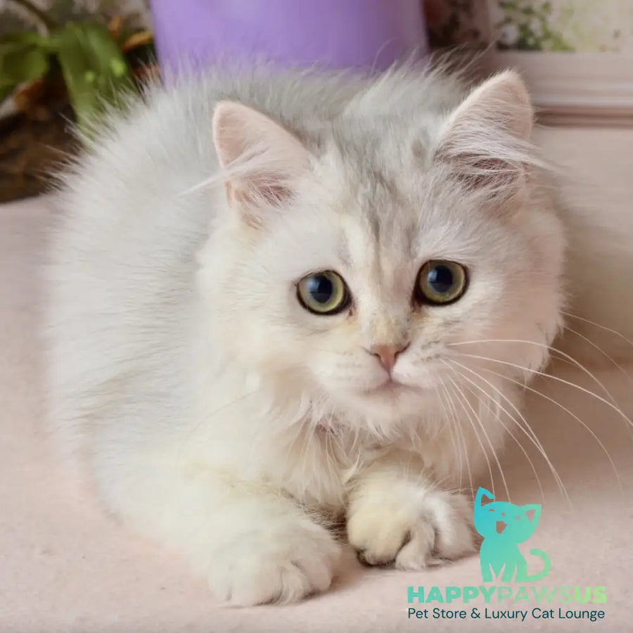 Ruby Scottish Straight female black silver shaded - live animals