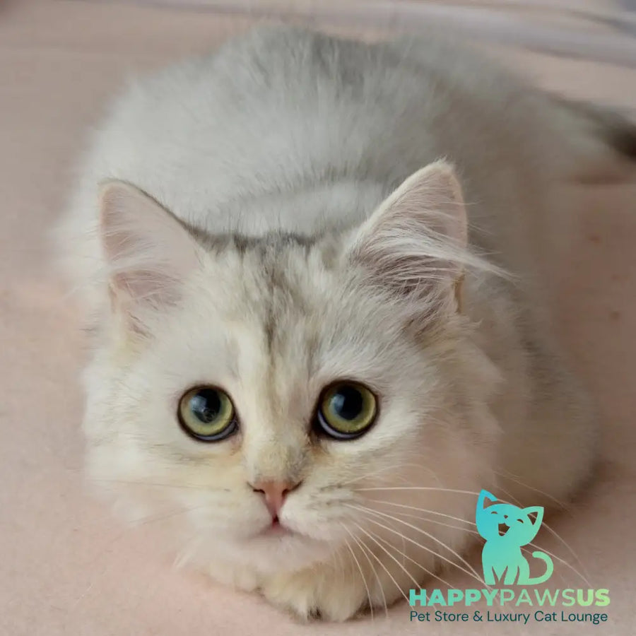 Ruby Scottish Straight female black silver shaded - live animals