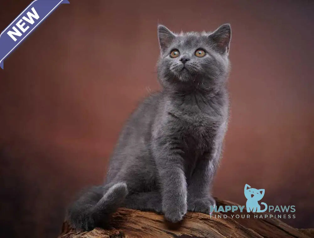 Rudolf Scottish Straight male blue live animals