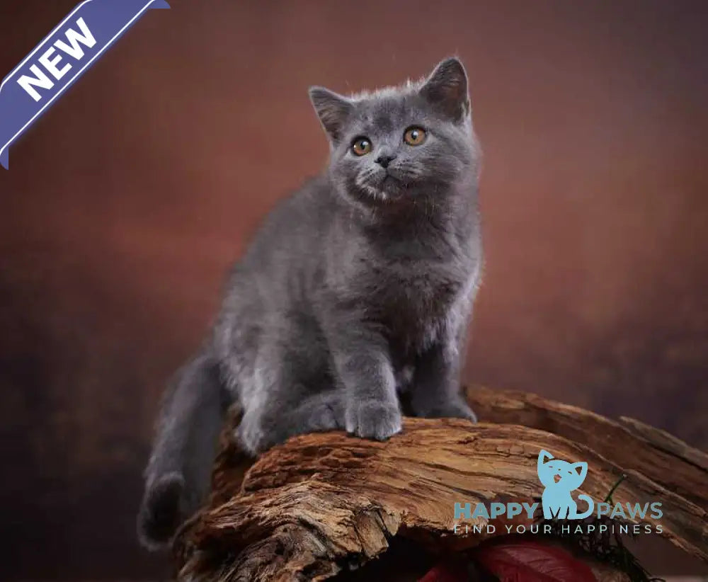 Rudolf Scottish Straight male blue live animals