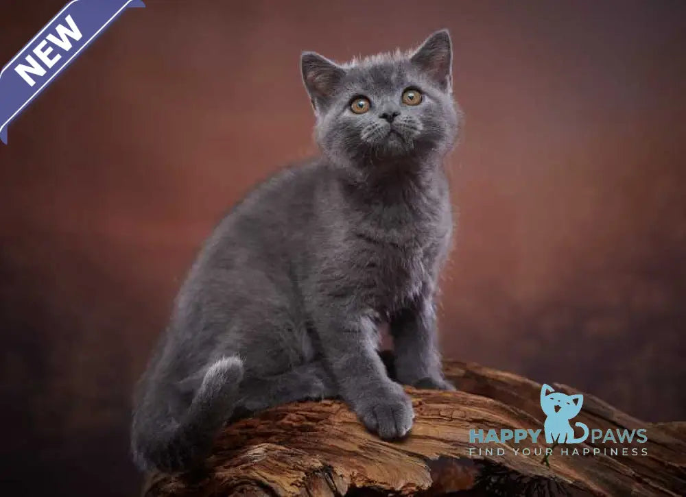 Rudolf Scottish Straight male blue live animals