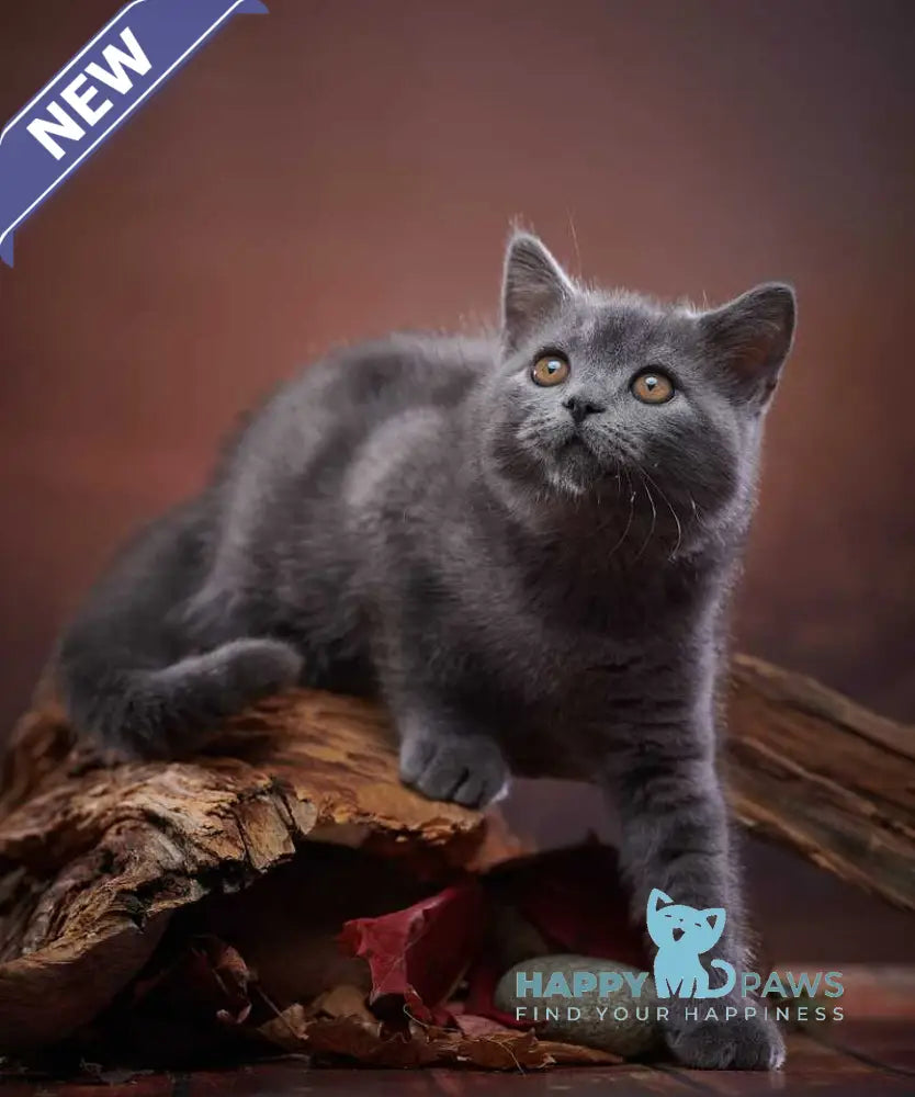 Rudolf Scottish Straight male blue live animals