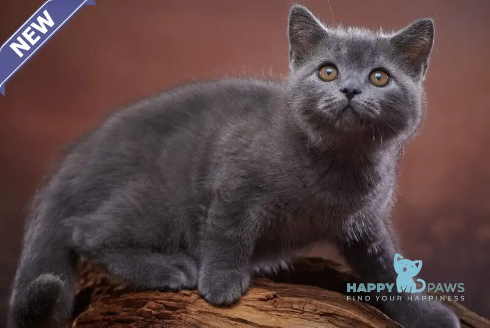 Rudolf Scottish Straight male blue live animals