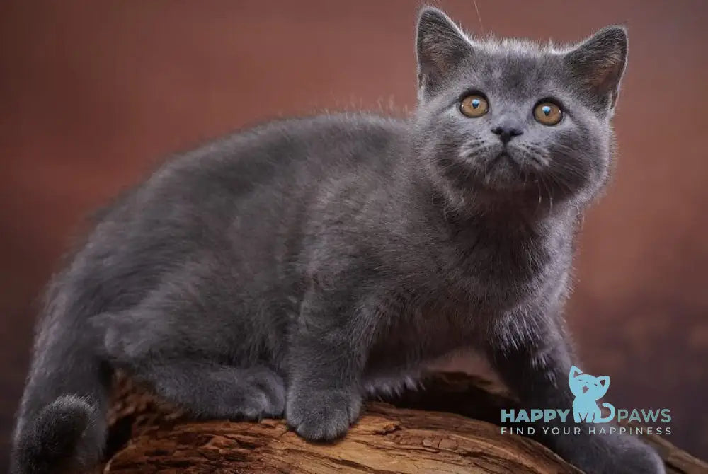 Rudolf Scottish Straight male blue live animals