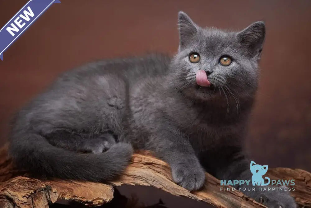 Rudolf Scottish Straight male blue live animals