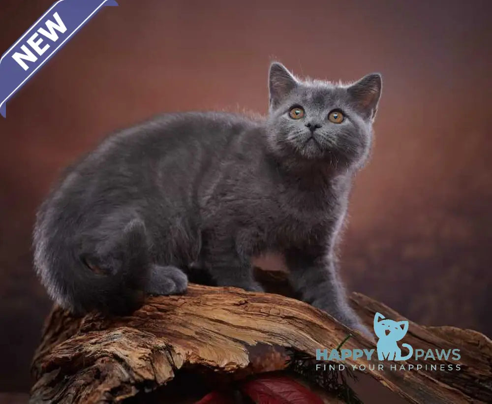 Rudolf Scottish Straight male blue live animals