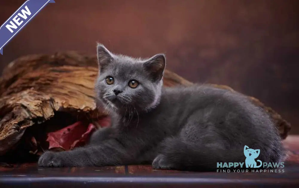 Rudolf Scottish Straight male blue live animals