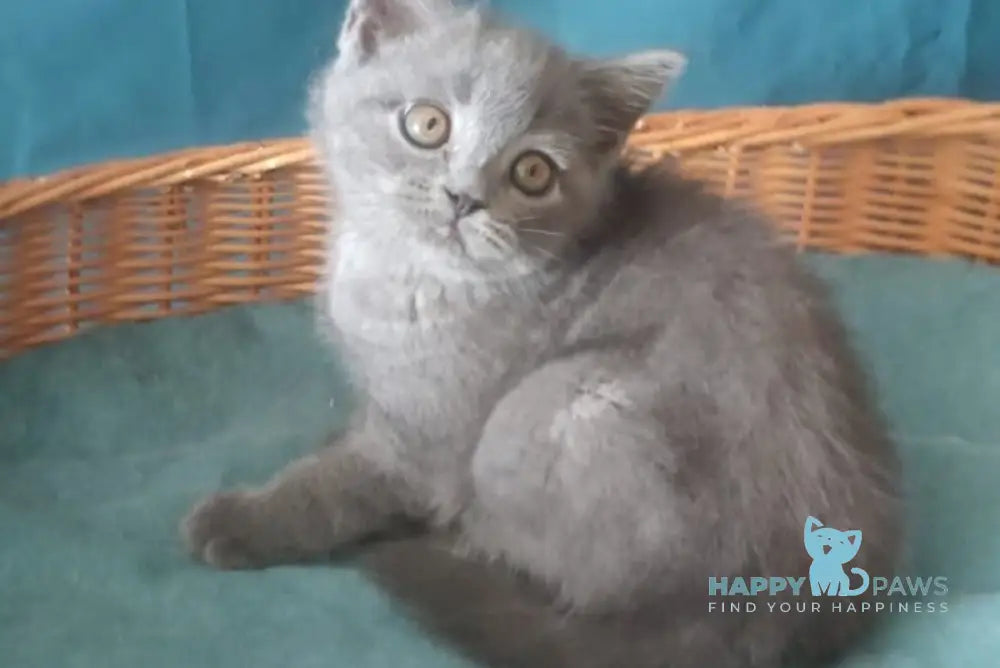 Rudolph Scottish Straight male blue live animals