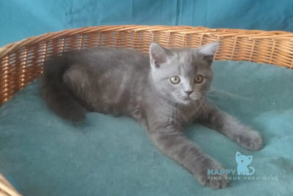 Rudolph Scottish Straight male blue live animals