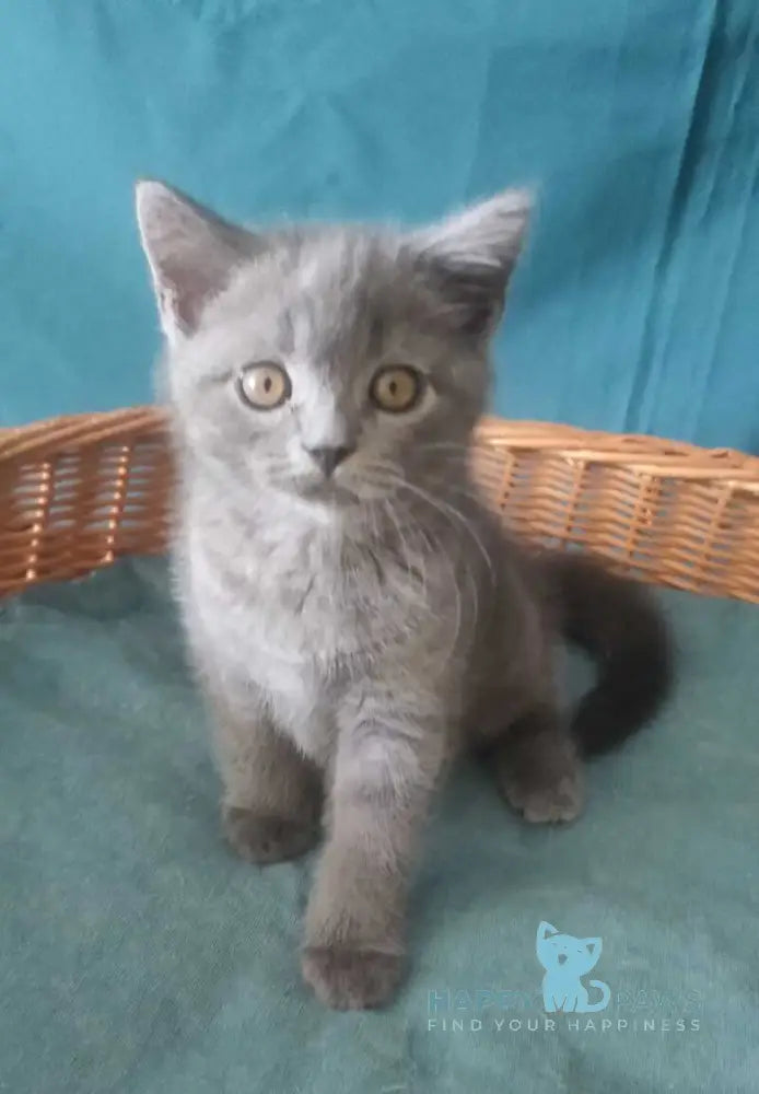 Rudolph Scottish Straight male blue live animals