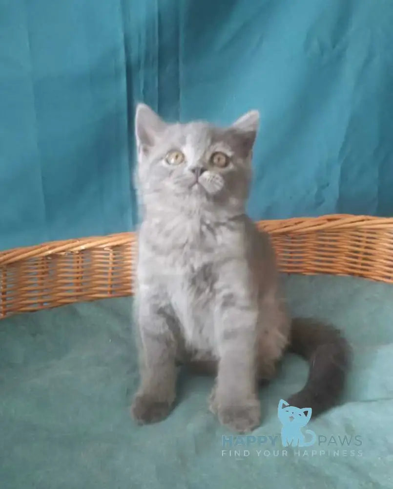 Rudolph Scottish Straight male blue live animals