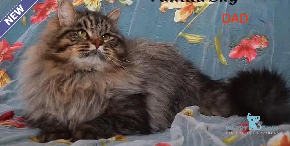 Rudy Siberian male red tabby live animals