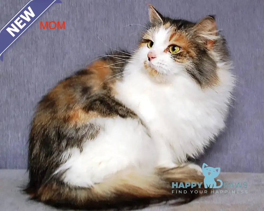 Rudy Siberian male red tabby live animals