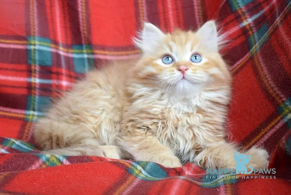 Rudy Siberian male red tabby live animals