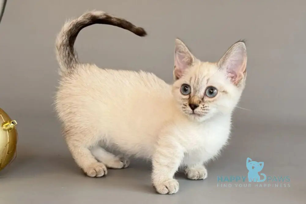 Ruffles Munchkin female black silver spotted tabby pointed live animals