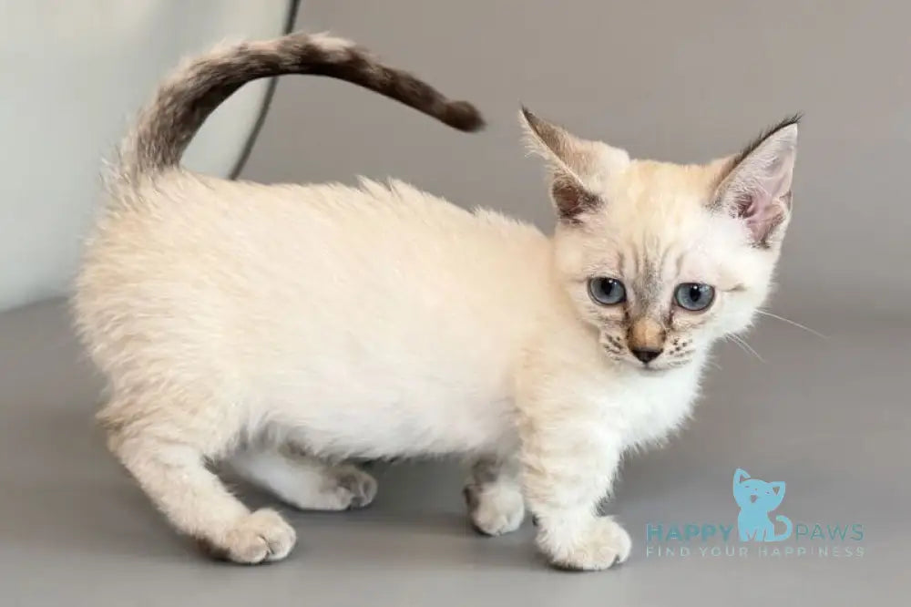 Ruffles Munchkin female black silver spotted tabby pointed live animals