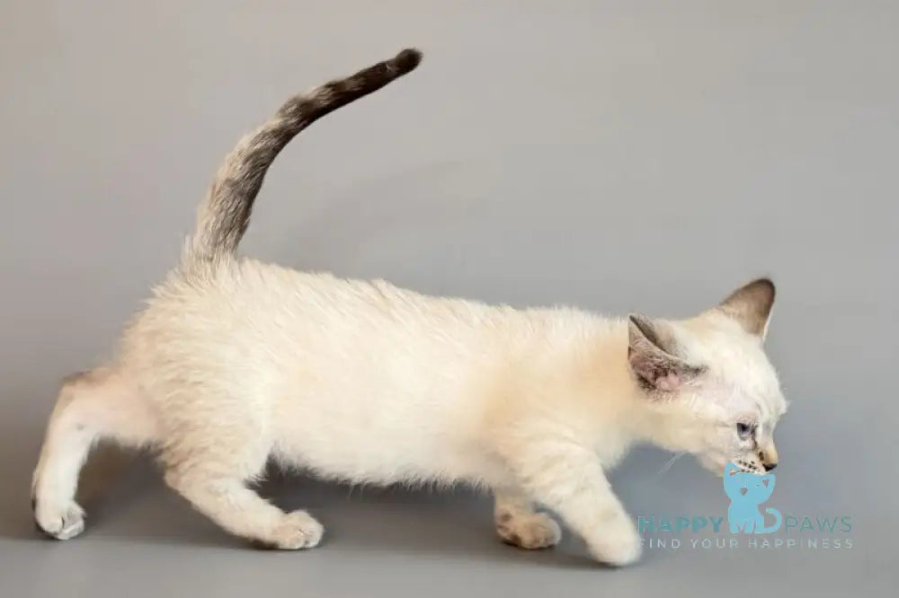 Ruffles Munchkin female black silver spotted tabby pointed live animals