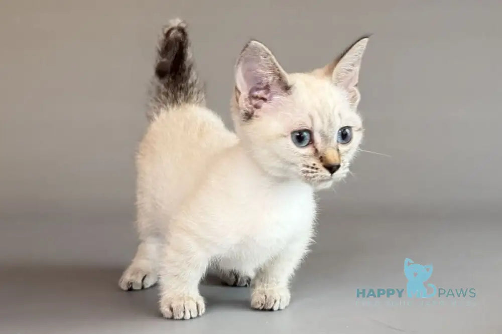 Ruffles Munchkin female black silver spotted tabby pointed live animals