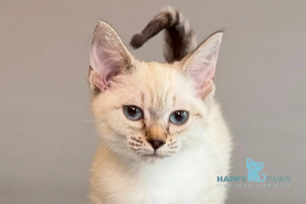 Ruffles Munchkin female black silver spotted tabby pointed live animals