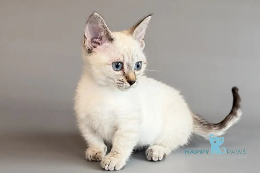 Ruffles Munchkin female black silver spotted tabby pointed live animals