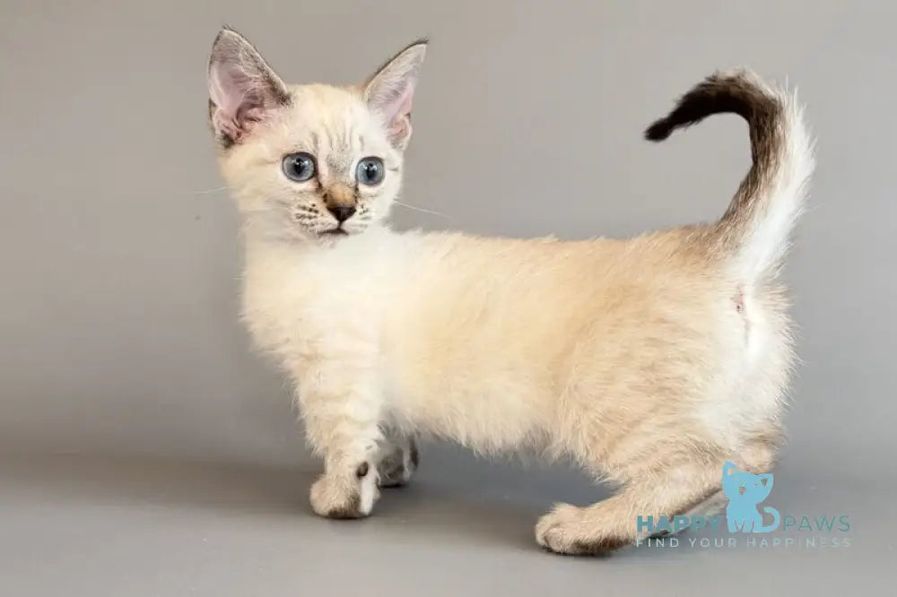 Ruffles Munchkin female black silver spotted tabby pointed live animals