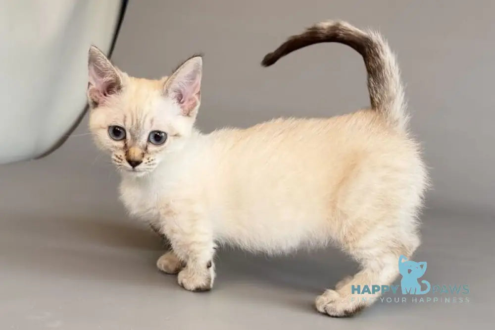 Ruffles Munchkin female black silver spotted tabby pointed live animals