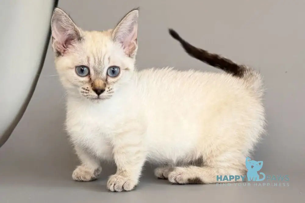 Ruffles Munchkin female black silver spotted tabby pointed live animals