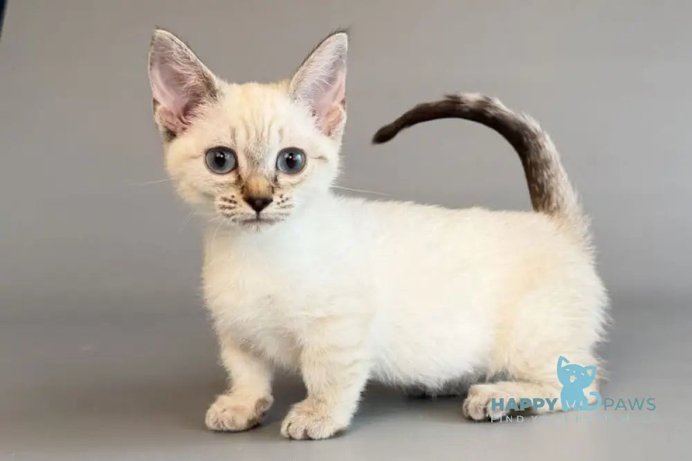 Ruffles Munchkin female black silver spotted tabby pointed live animals