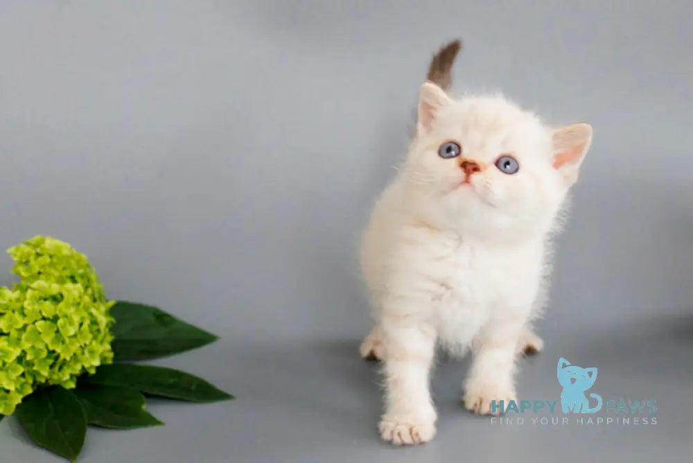 Ruffy British Shorthair male chocolate tabby pointed live animals