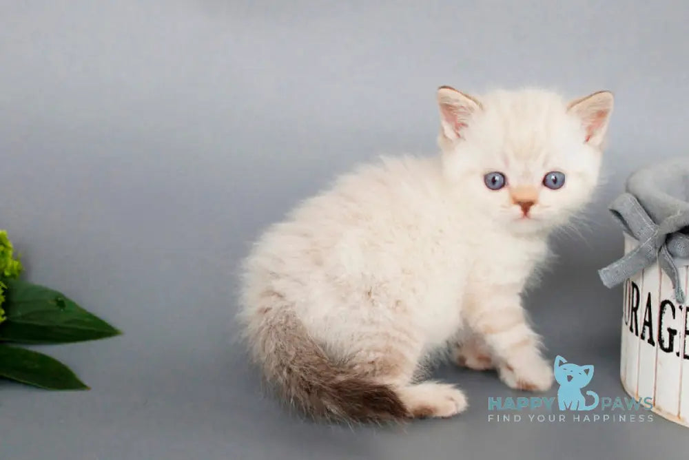 Ruffy British Shorthair male chocolate tabby pointed live animals