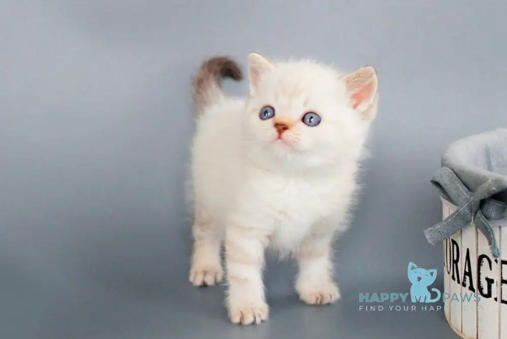 Ruffy British Shorthair male chocolate tabby pointed live animals