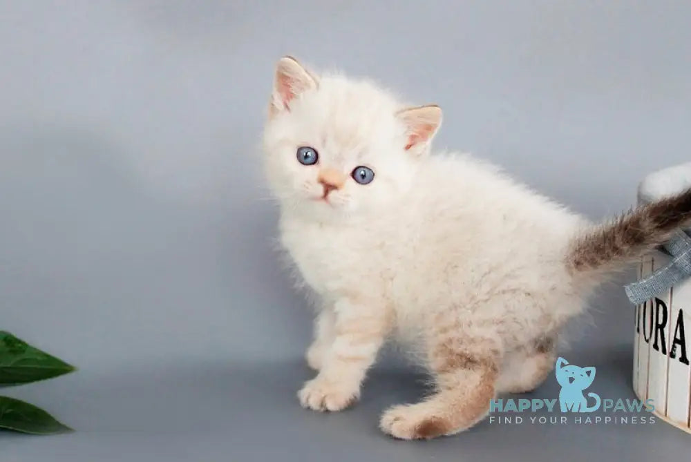 Ruffy British Shorthair male chocolate tabby pointed live animals