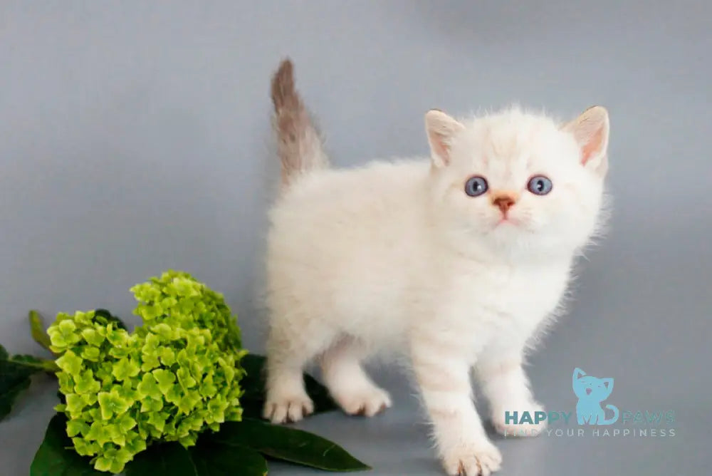 Ruffy British Shorthair male chocolate tabby pointed live animals