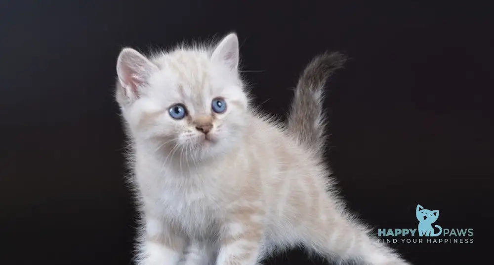 Rufus British Shorthair male chocolate tabby pointed live animals
