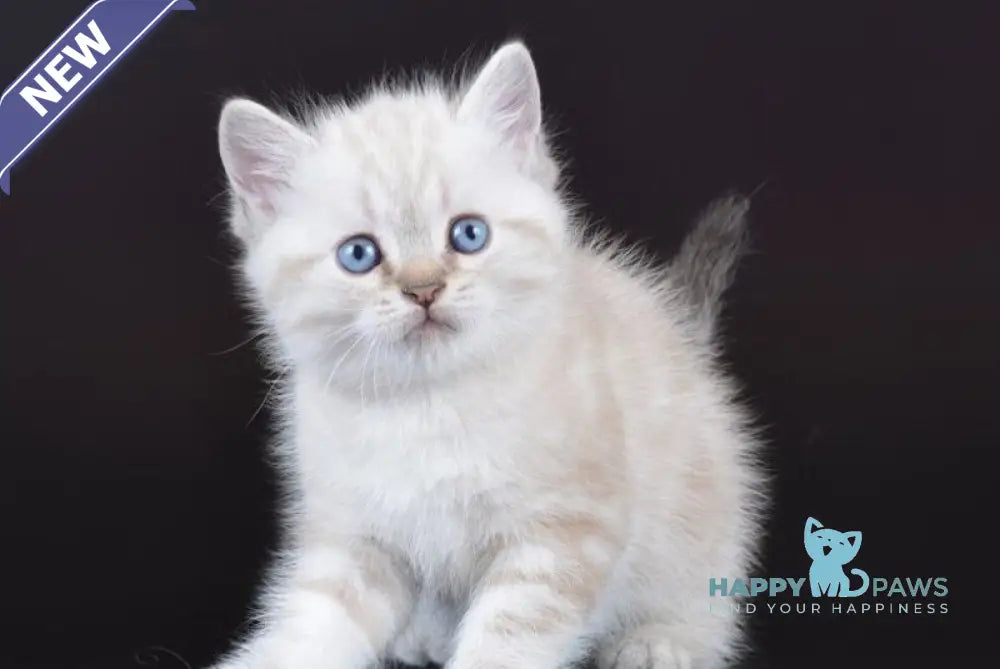 Rufus British Shorthair male chocolate tabby pointed live animals