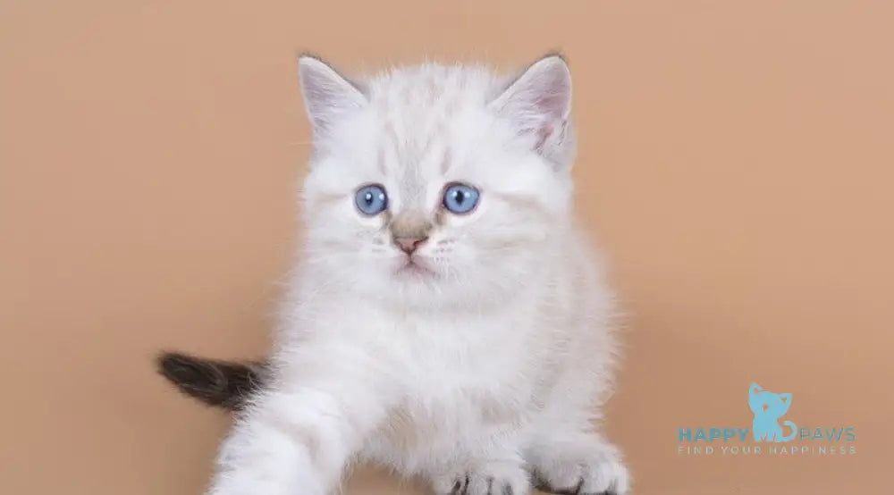 Rufus British Shorthair male chocolate tabby pointed live animals