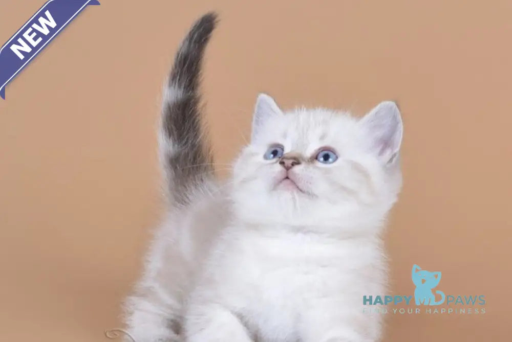 Rufus British Shorthair male chocolate tabby pointed live animals