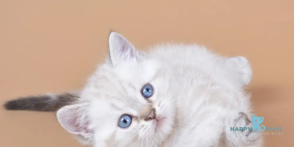 Rufus British Shorthair male chocolate tabby pointed live animals