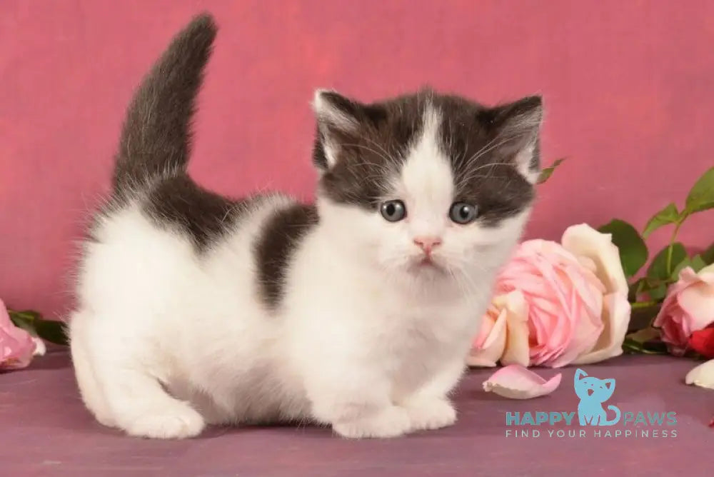 Rumba Munchkin female black harlequin live animals