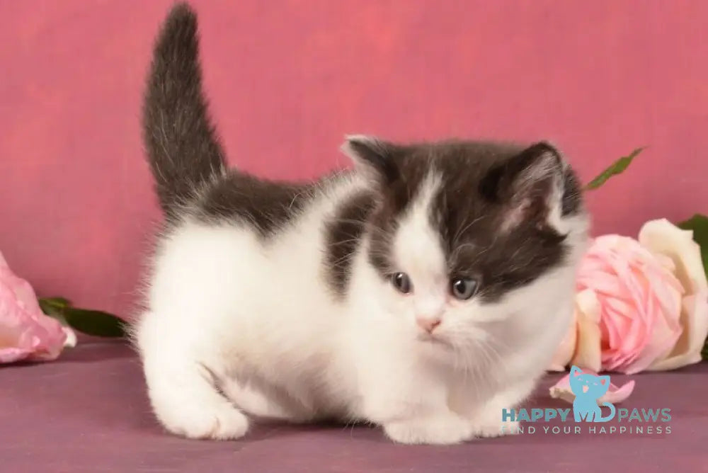 Rumba Munchkin female black harlequin live animals