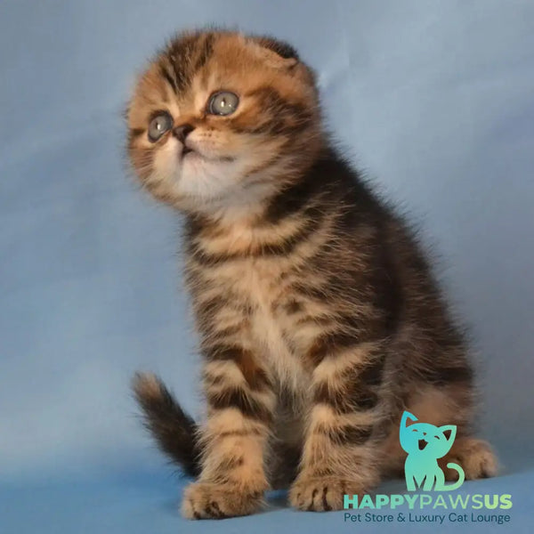 Rumba Scottish Fold female black tortie tabby - live animals